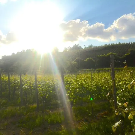 Waldherberge Moselblick Löf